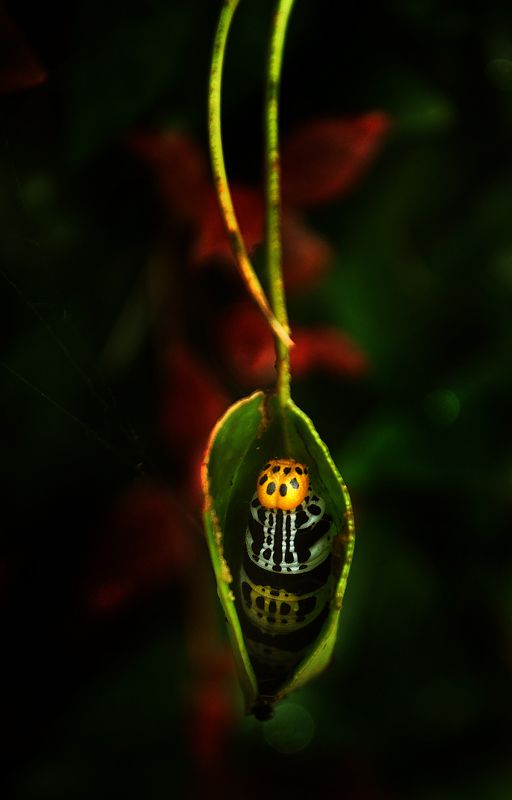 Home Sweet Homephoto preview