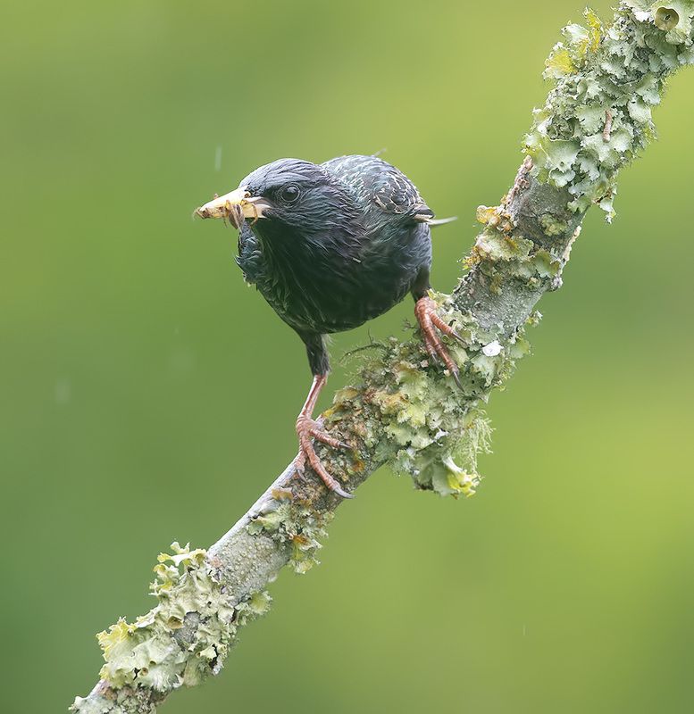european starling, обыкновенный скворец, скворец European Starling - Обыкновенный скворец фото превью