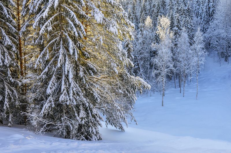 Зарисовка из зимнего лесаphoto preview