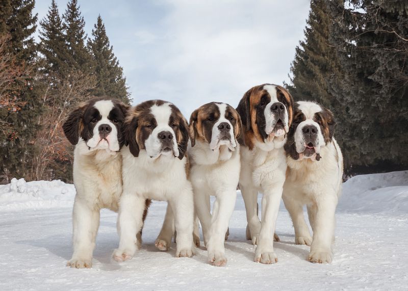 Бандаphoto preview