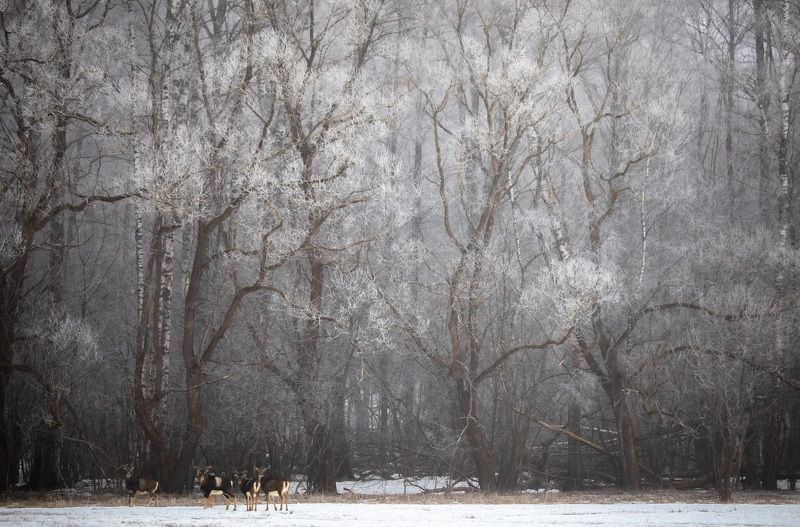 Сказочный лес...photo preview