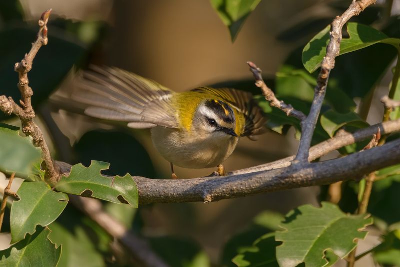красноголовый, королёк Крохотулькаphoto preview