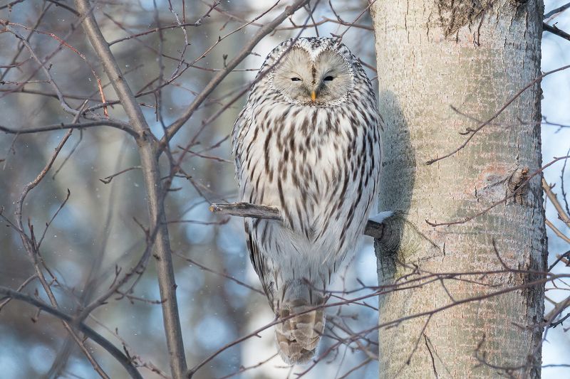 Уральская неясытьphoto preview