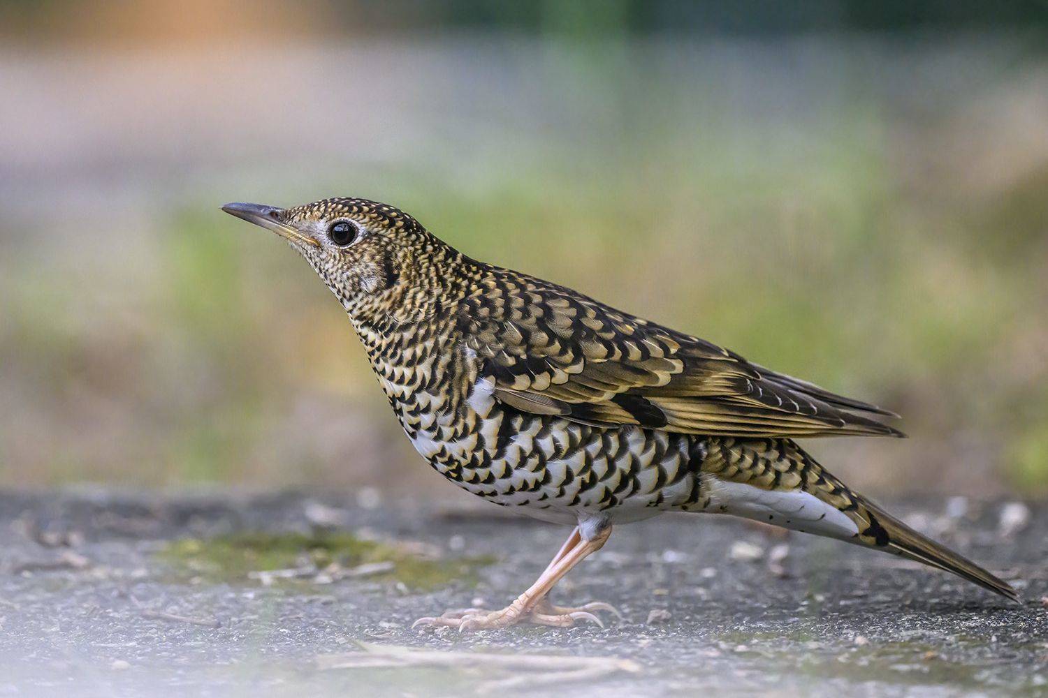 Автор: Benny Chan birds, Benny Chan