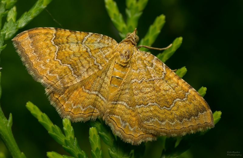 макро, природа, насекомые, мотылек, бабочка, macro, nature, insects, moth, butterfly, Пяденица охряно-жёлтаяphoto preview
