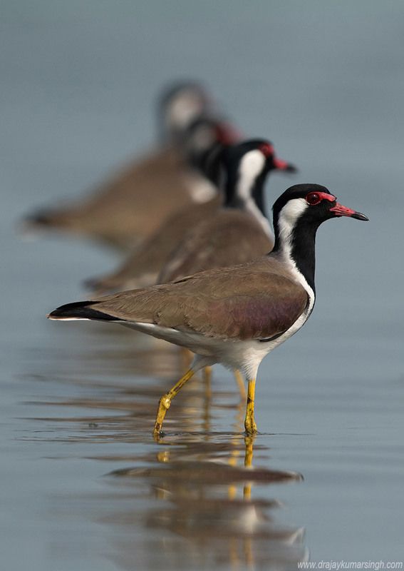 lapwing Red-wattled lapwingphoto preview