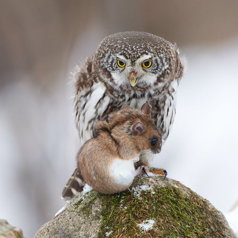 сова; сыч; воробьиный сыч; охота; мышь Моя добыча, никому не отдам! :)photo preview
