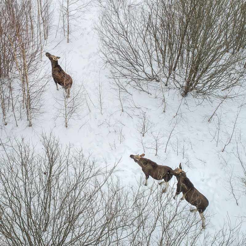 лоси Семейка сохатыхphoto preview