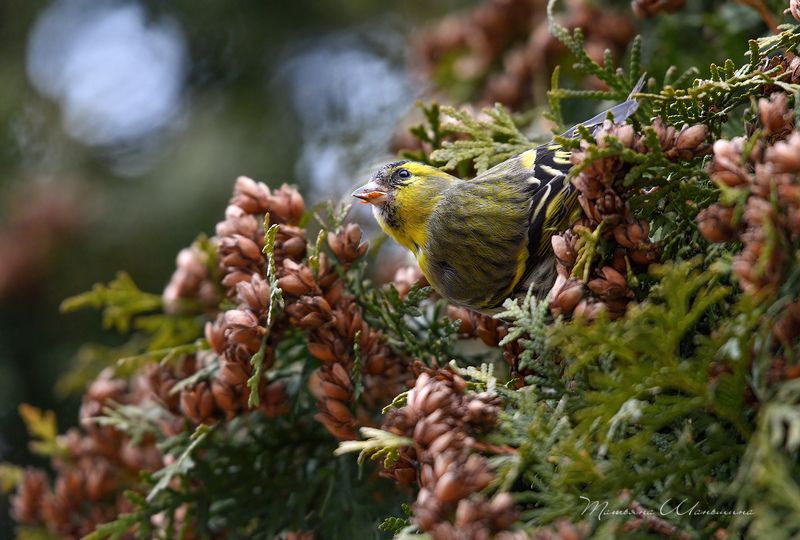 Чижикphoto preview