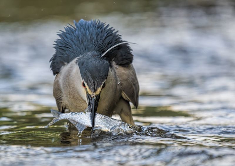 Ślepowron (Nycticorax nycticorax)photo preview