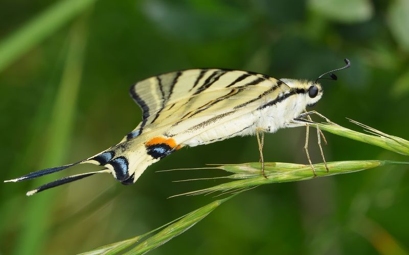 парусник подалирий, iphiclides podalirius, парусники, papilionidae, бабочка Подарилийphoto preview
