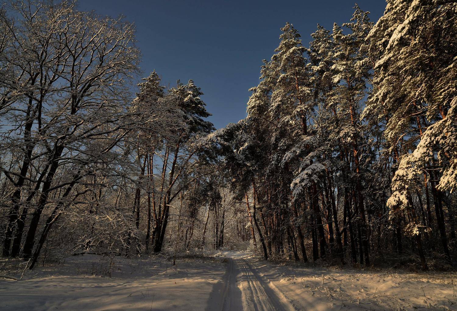 Рождественский лес 4.... Автор: Андрей Балабин , Андрей Балабин