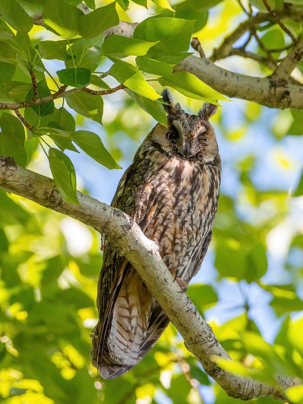 Ушастая соваphoto preview