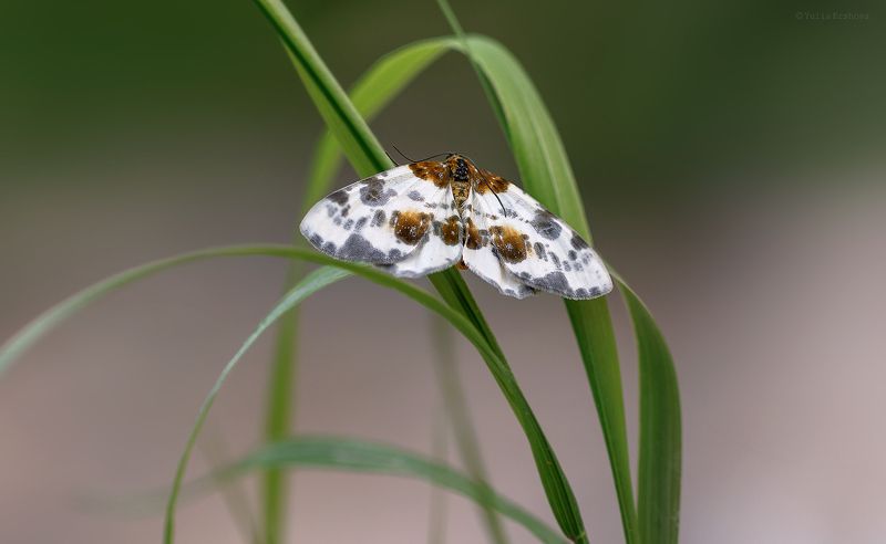 пяденица пёстрая вязовая, бабочка Пяденица пёстрая вязоваяphoto preview