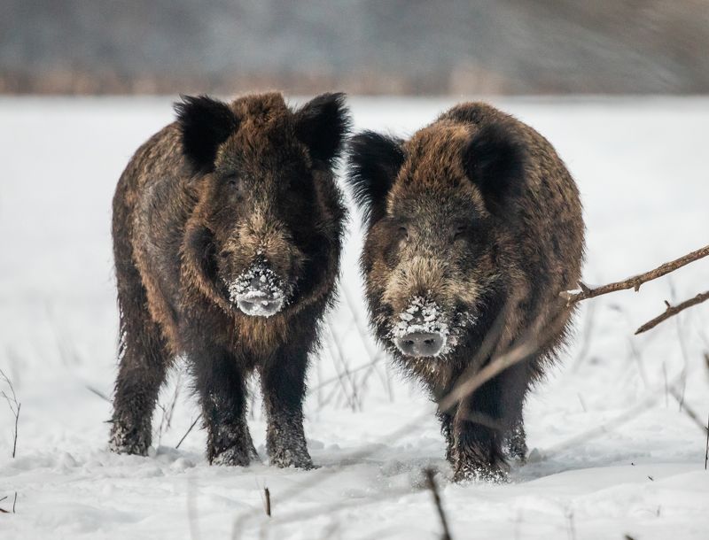 Любопытство.photo preview