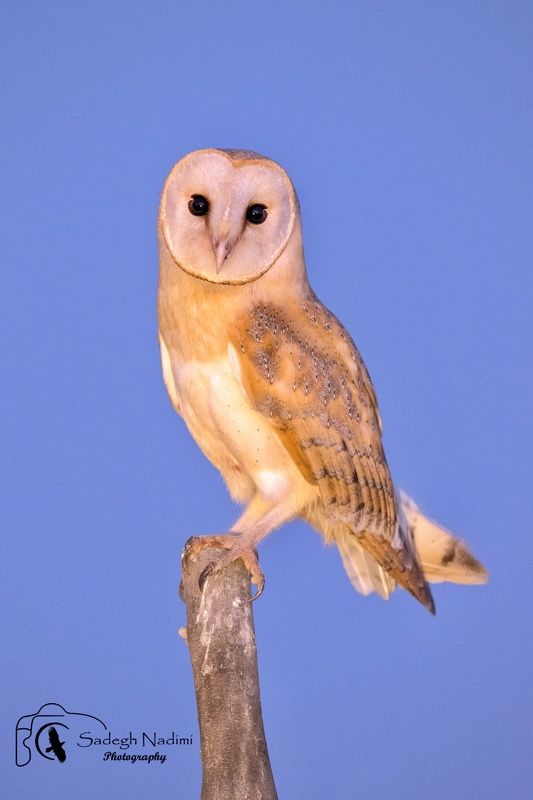 ?  Birds photo preview