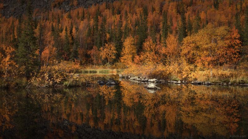 сейдозеро, ловозерские тундры, осень, заполярье, кольский полуостров, ловозеры, мурманская область, отражения, золото Осеннее погружениеphoto preview