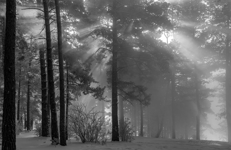 пейзаж, сибирь, зима, мороз, туман ***photo preview