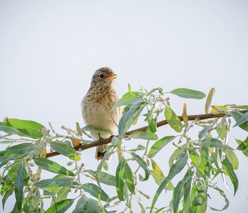 птица, птенец, черноголовый чекан, птенчик черноголового чеканаphoto preview