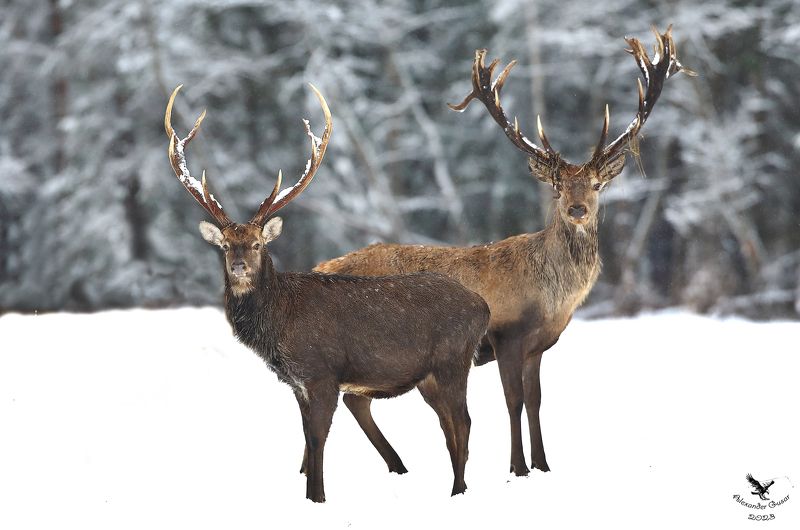 Пятнистый и благородный олень.photo preview