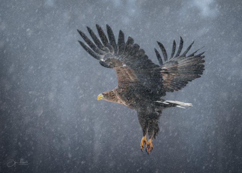 орлан, орлан белохвост, беларусь, красный бор, eagle, white-tailed eagle, дикая природа Однажды в снегопадphoto preview