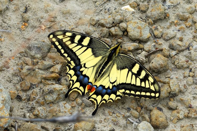 парусник махаон, papilio machaon, парусники, papilionidae, бабочка Олимпиецphoto preview