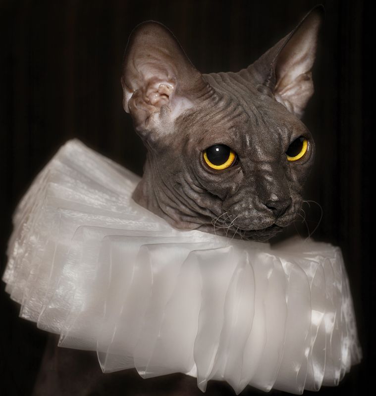 кошка,животные,коты Матильдаphoto preview