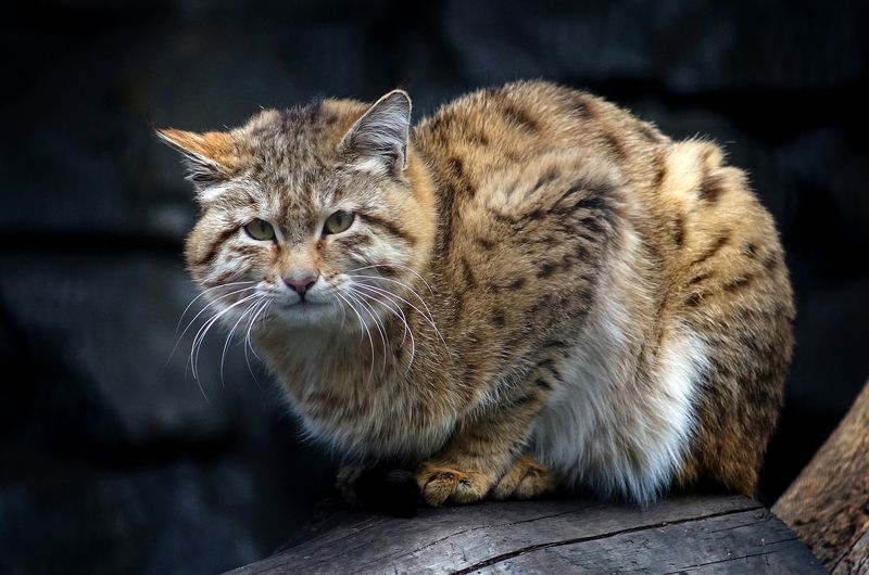 Степной котphoto preview