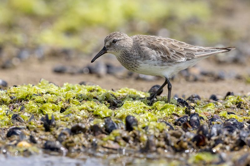 птицы, уругвай ***photo preview