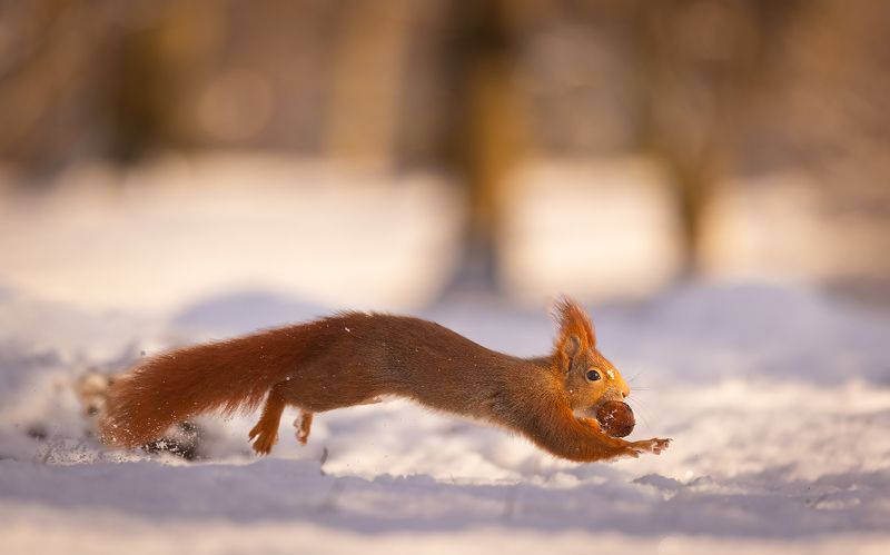 Squirrelphoto preview