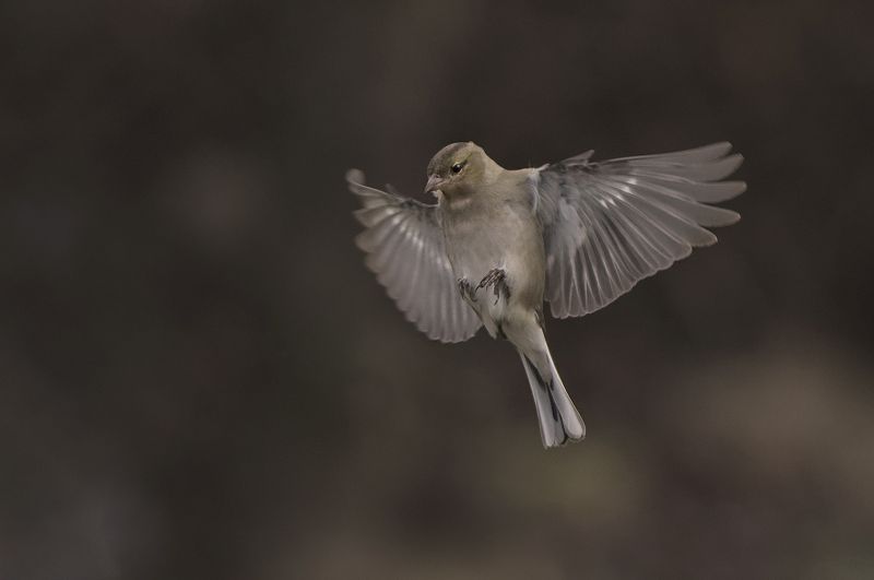 Зябликphoto preview