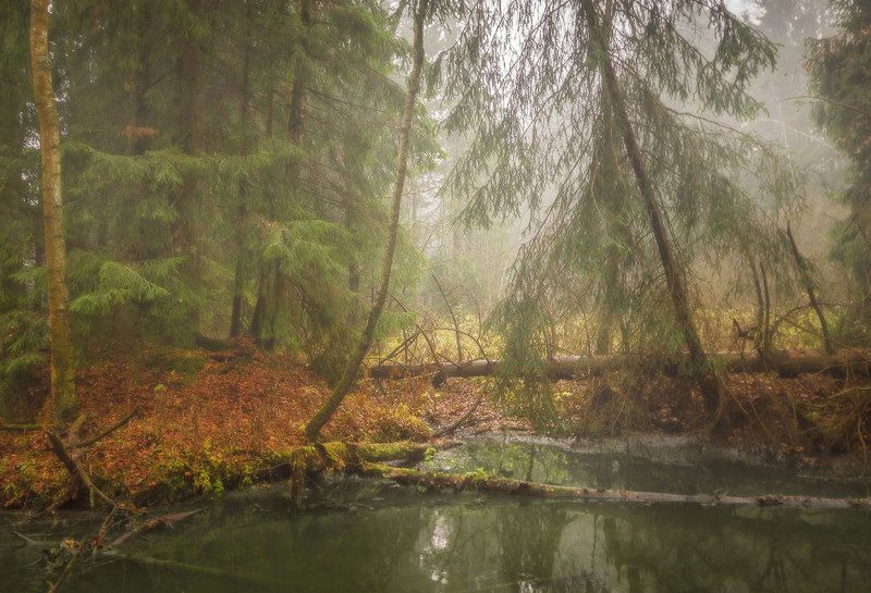 осень, туман, лес, озеро photo preview