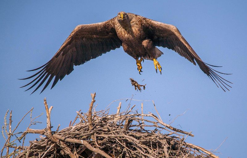 у села  камышово ОРЛАН-БЕЛОХВОСТphoto preview