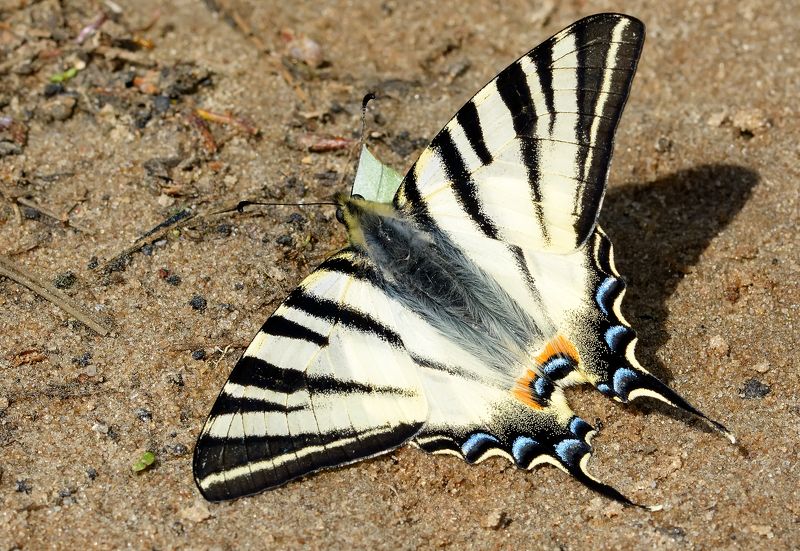 парусник подалирий, iphiclides podalirius, парусники, papilionidae, бабочка На лесной дорогеphoto preview