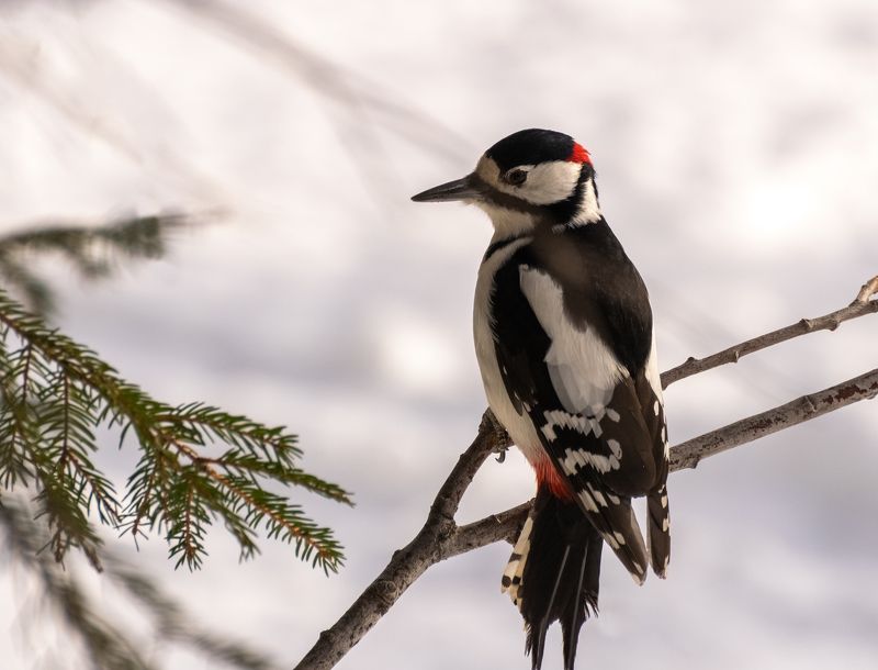 Большой пёстрый дятелphoto preview
