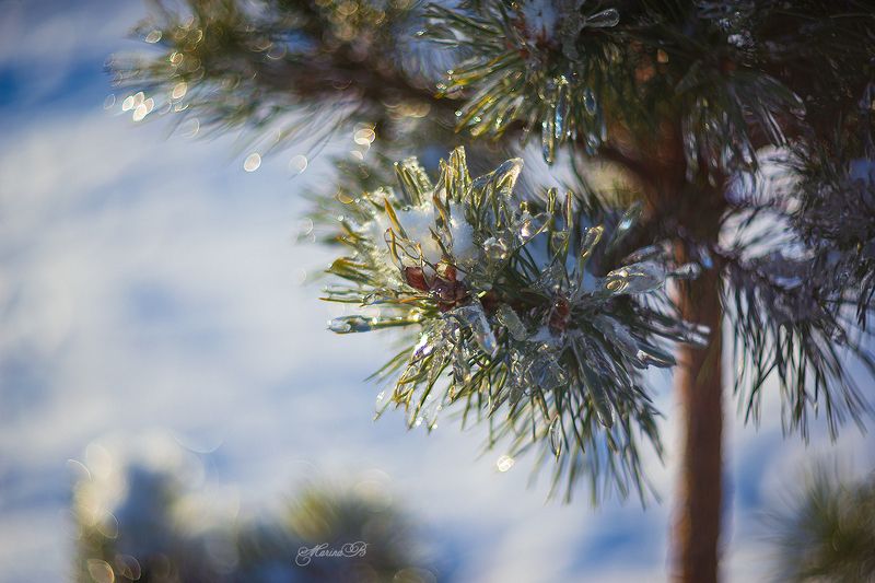 сосна, снег, лёд, боке, солнце, зима Природа в хрустале (часть 3)photo preview