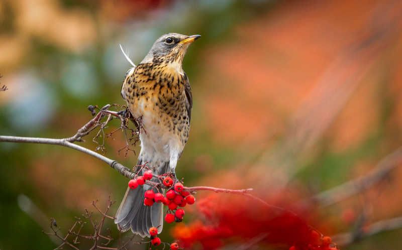 Дрозд рябина осень  Ветер заломил перышкоphoto preview