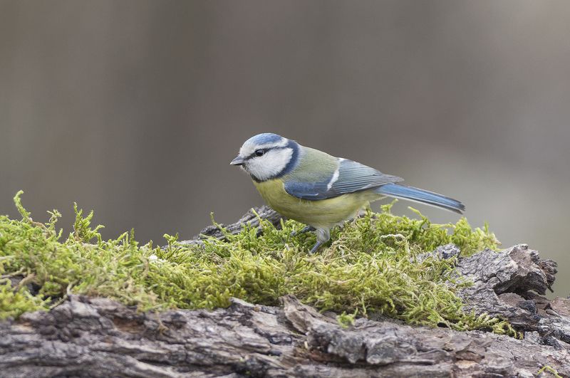 Лазоревкаphoto preview