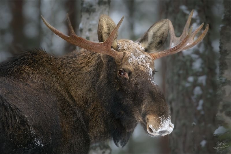 красный бор, фототур в красный бор, беларусь, волк, лось, орлан, глухарь, лань, олень, выдра, wolf, elk, moose, otter, deer, фотосъемка волков Вести из леса ..photo preview