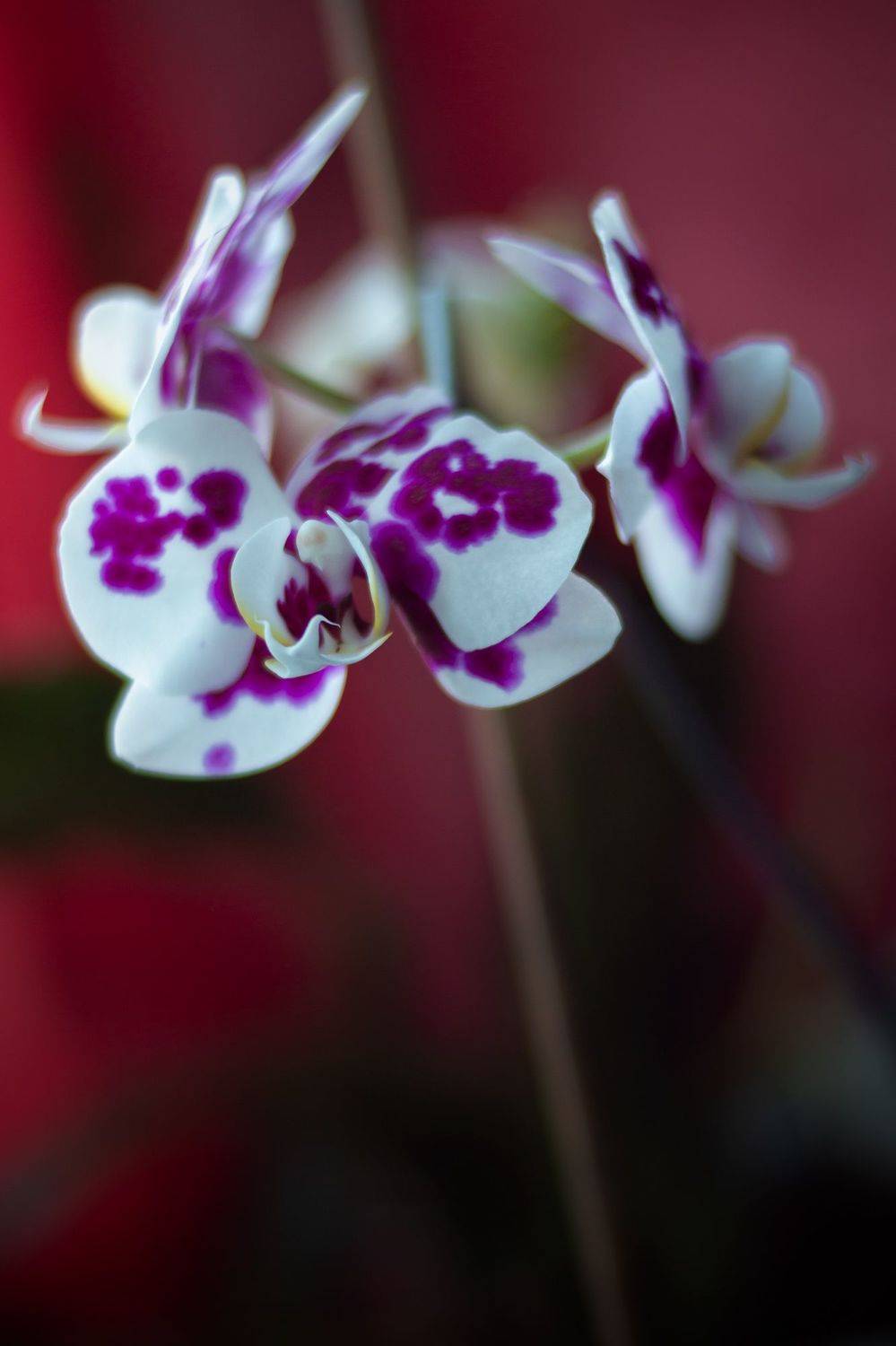 ,  Александр