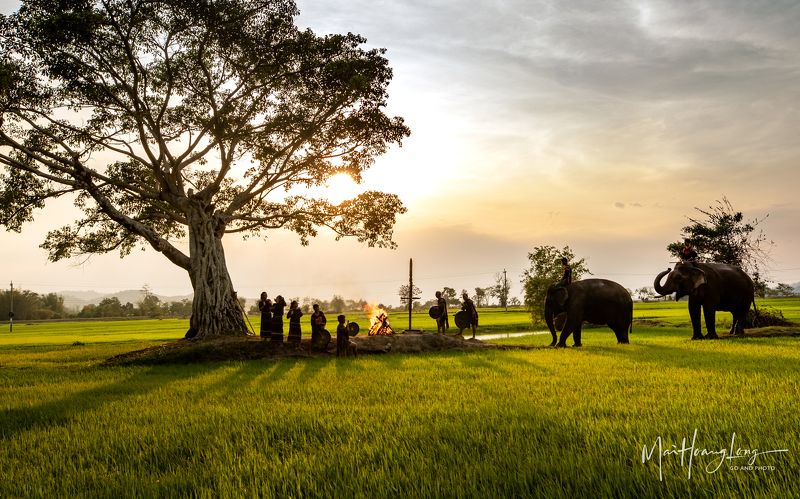 elephants, taynguyen Le hoi Tay Nguyenphoto preview
