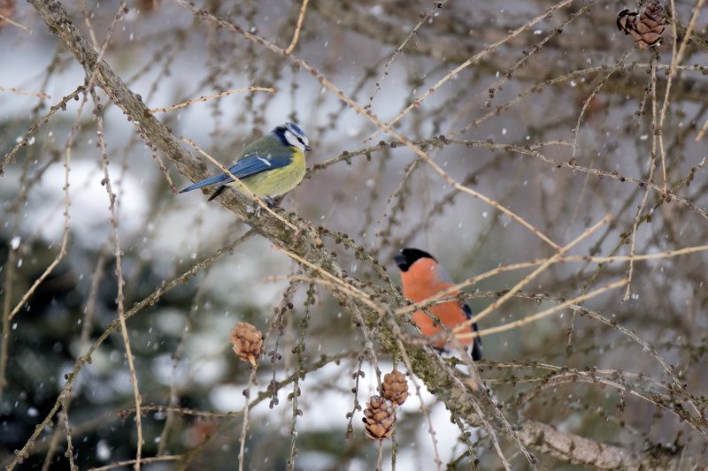 Лазоревка и снегирьphoto preview