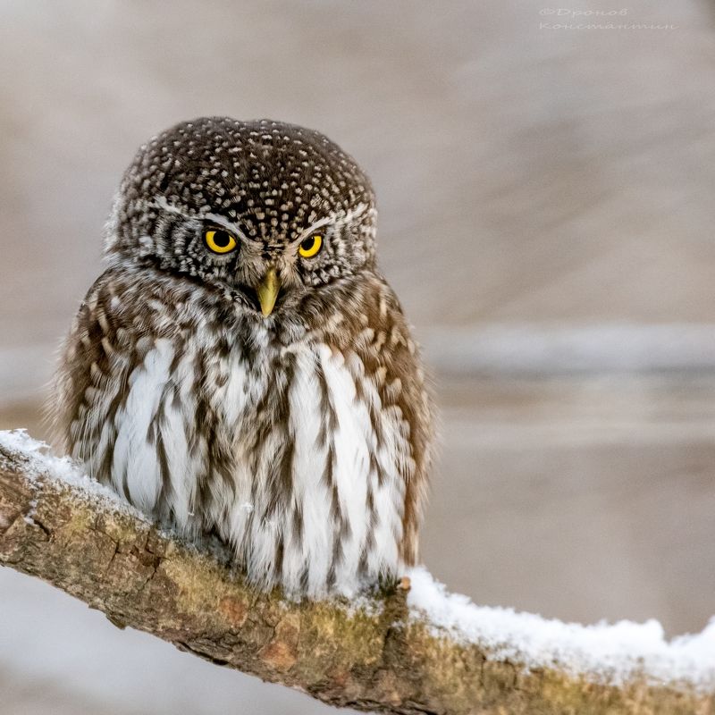 птицы, фотоохота, сова, сычик Взглядphoto preview