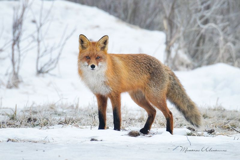 животные, звери, лисы Хитрая моськаphoto preview