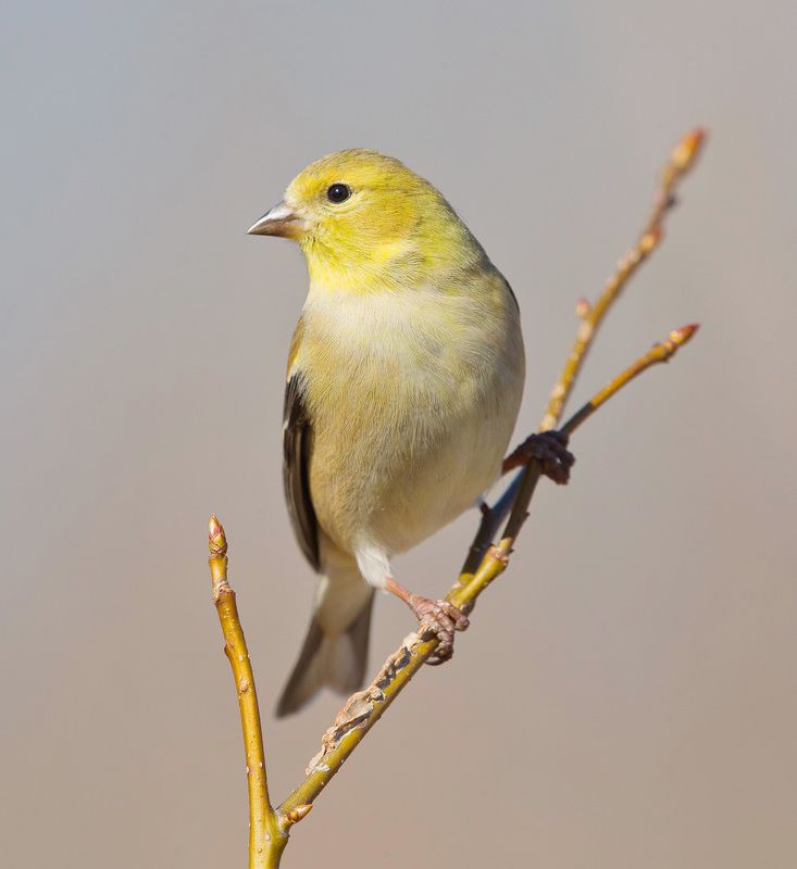 american goldfinch, американский чиж, чиж, winter birds, зимнии птицы American Goldfinch - Американский чижphoto preview