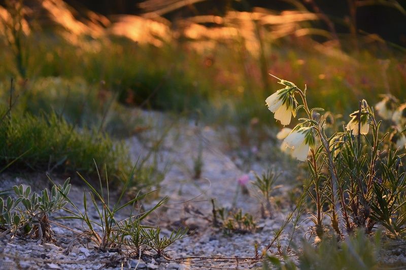 растения, закат Оносма в предзакатных лучах солнцаphoto preview