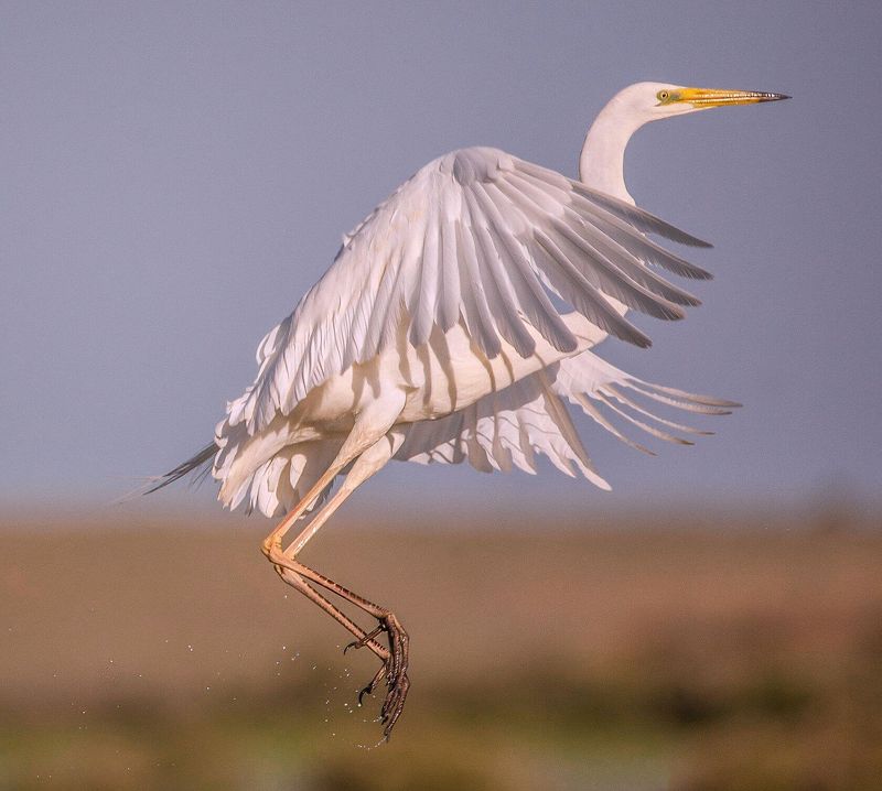 БОЛЬШАЯ  БЕЛАЯ  ЦАПЛЯphoto preview