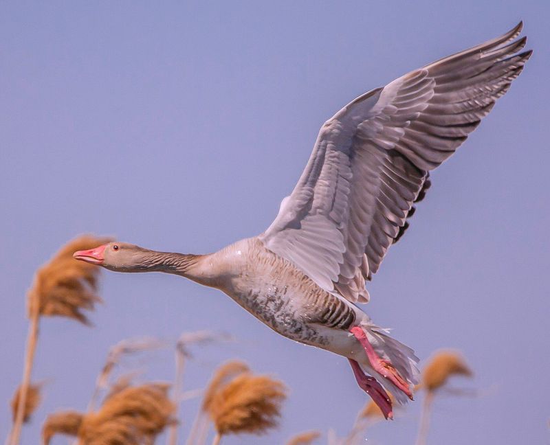 у села  камышово СЕРЫЙ  ГУСЬphoto preview