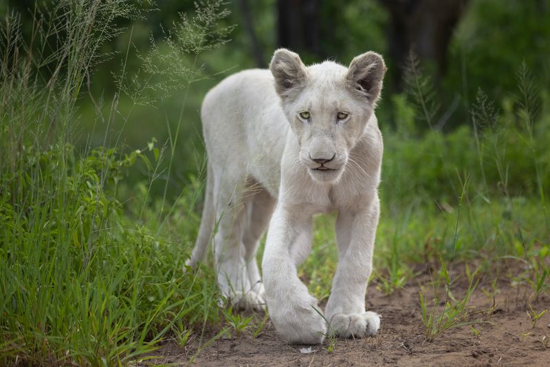 lion, lioness, cub, cat, cats, big cats, wildlife, nature, africa, zimbabwe, safari Young white lionessphoto preview
