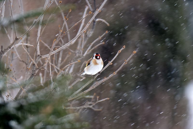 Щегол во время снегопадаphoto preview